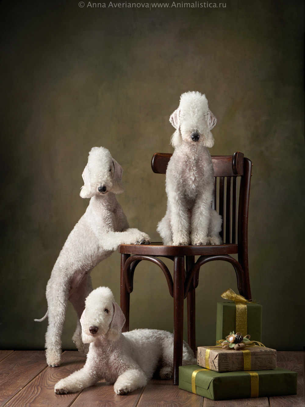 Фотографии собак и кошек в студии Анималистика. Фотограф-анималист Аверьянова Анна — Художественная фотосъёмка собак