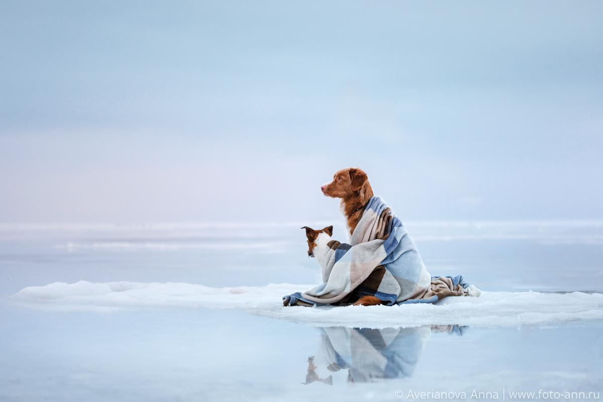 Photo of dogs in nature. landscape with dog. Dog photographer Averianova Anna — Art photography of dogs