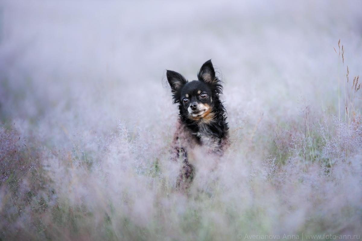 Photo of dogs in nature. landscape with dog. Dog photographer Averianova Anna — Art photography of dogs