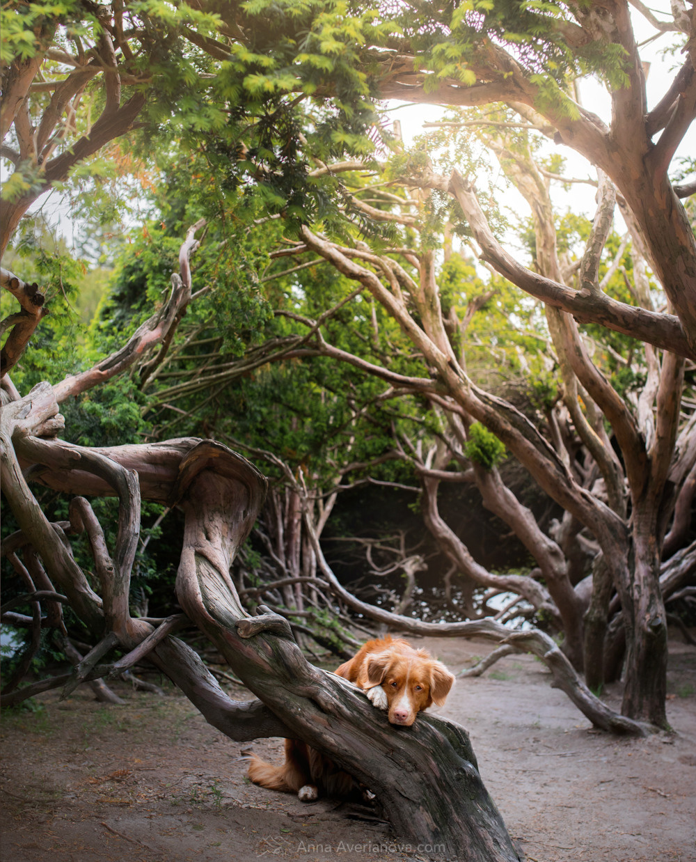 Photo of dogs in nature. landscape with dog. Dog photographer Averianova Anna — Art photography of dogs