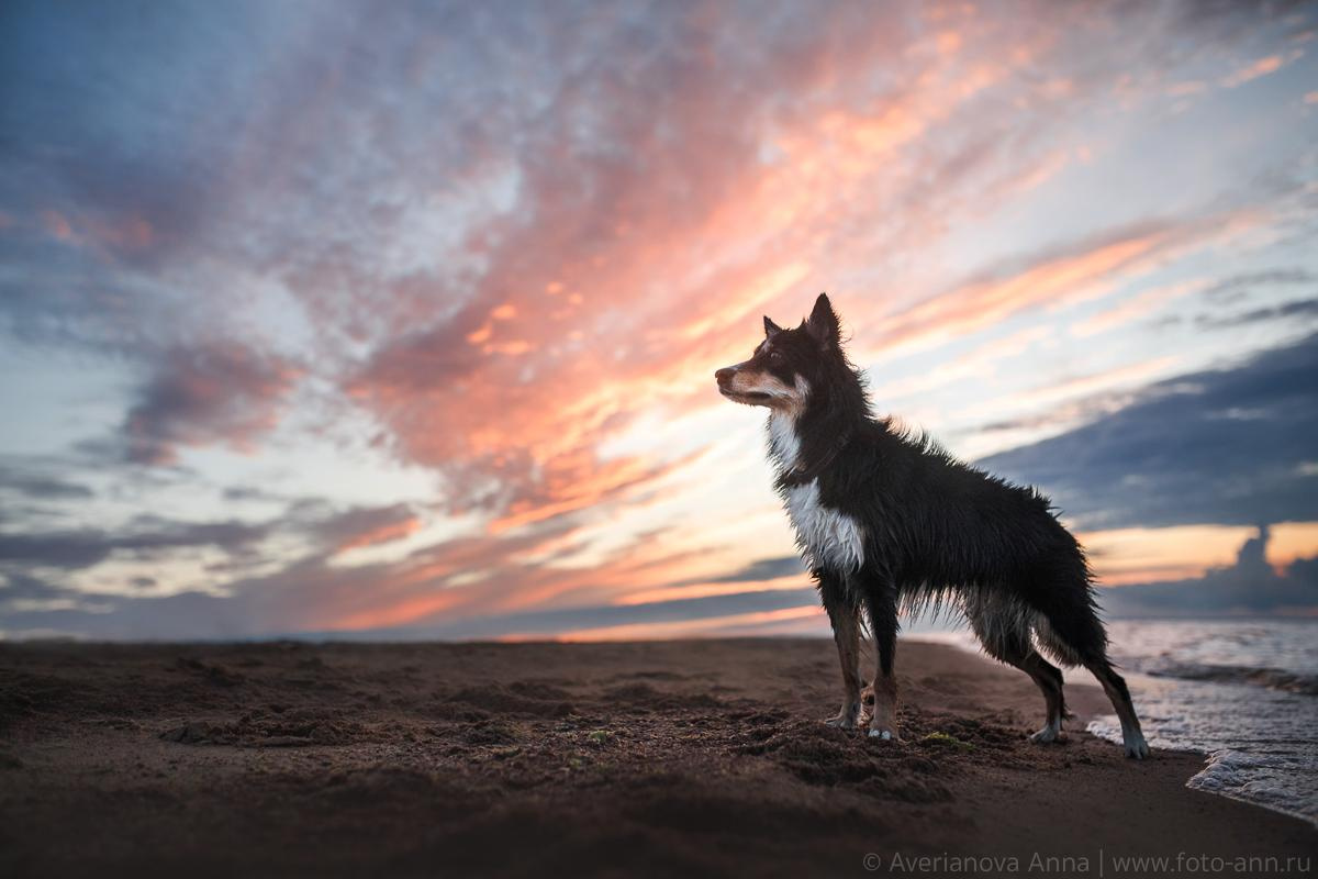 Photo of dogs in nature. landscape with dog. Dog photographer Averianova Anna — Art photography of dogs