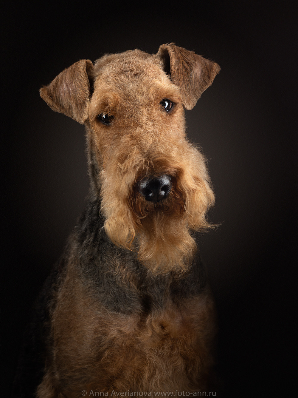 Фотографии собак и кошек в студии Анималистика. Фотограф-анималист Аверьянова Анна — Художественная фотосъёмка собак