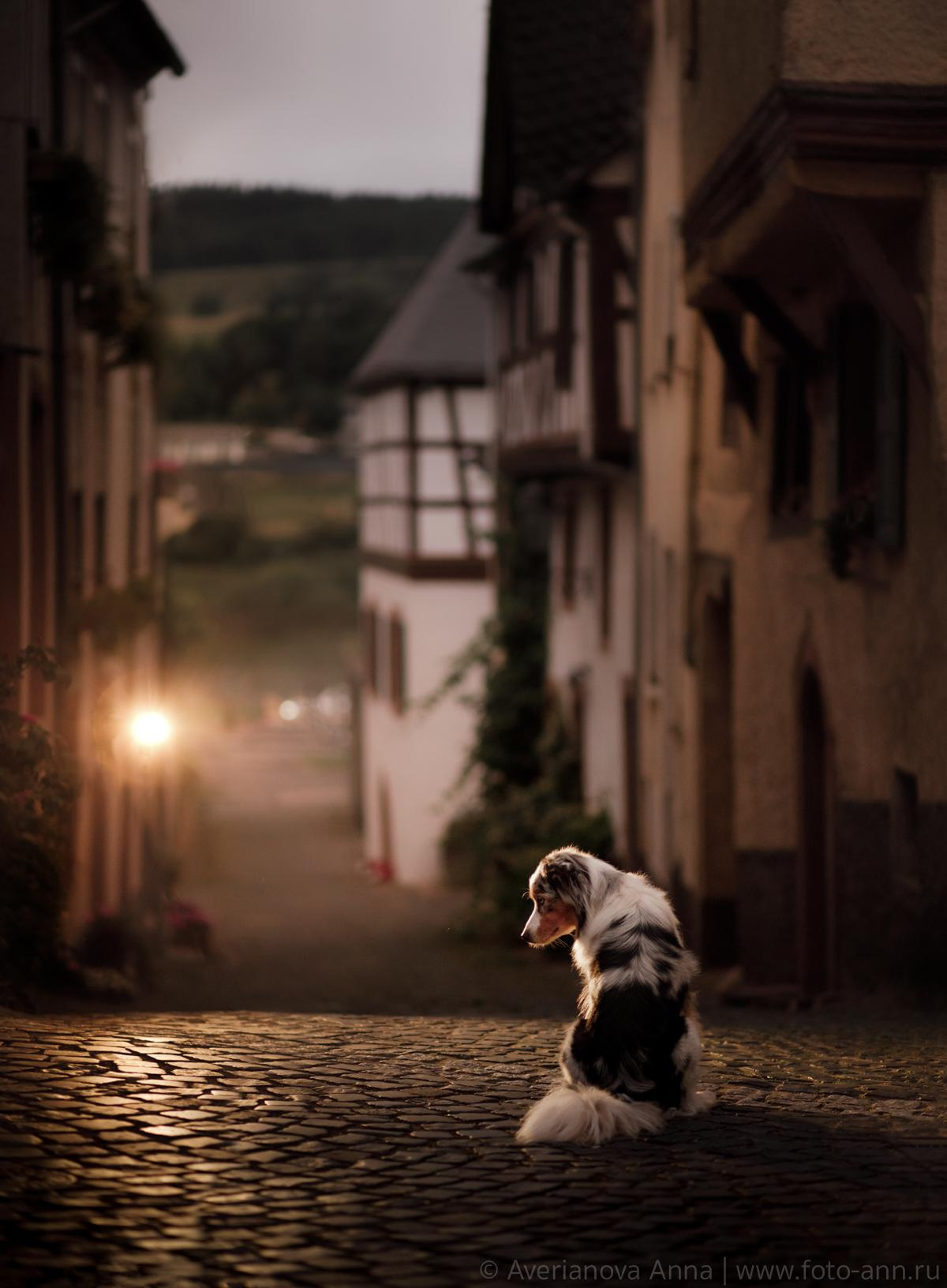 Фотографии собак в городе. Фотограф-анималист Аверьянова Анна — Художественная фотосъёмка собак