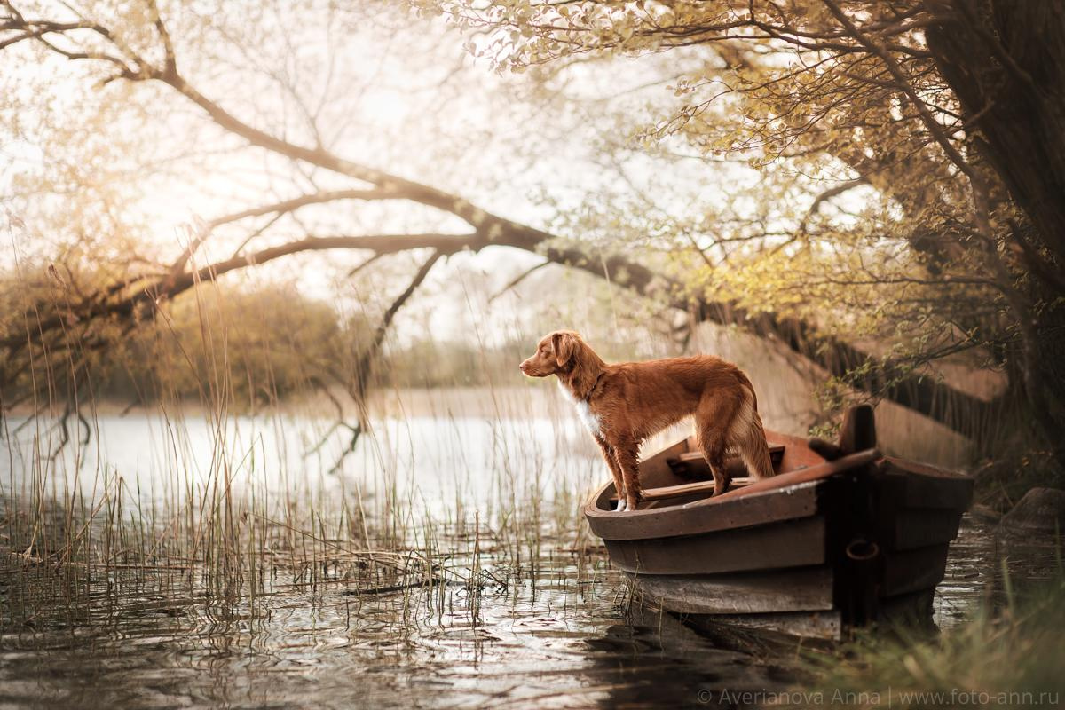 Photo of dogs in nature. landscape with dog. Dog photographer Averianova Anna — Art photography of dogs