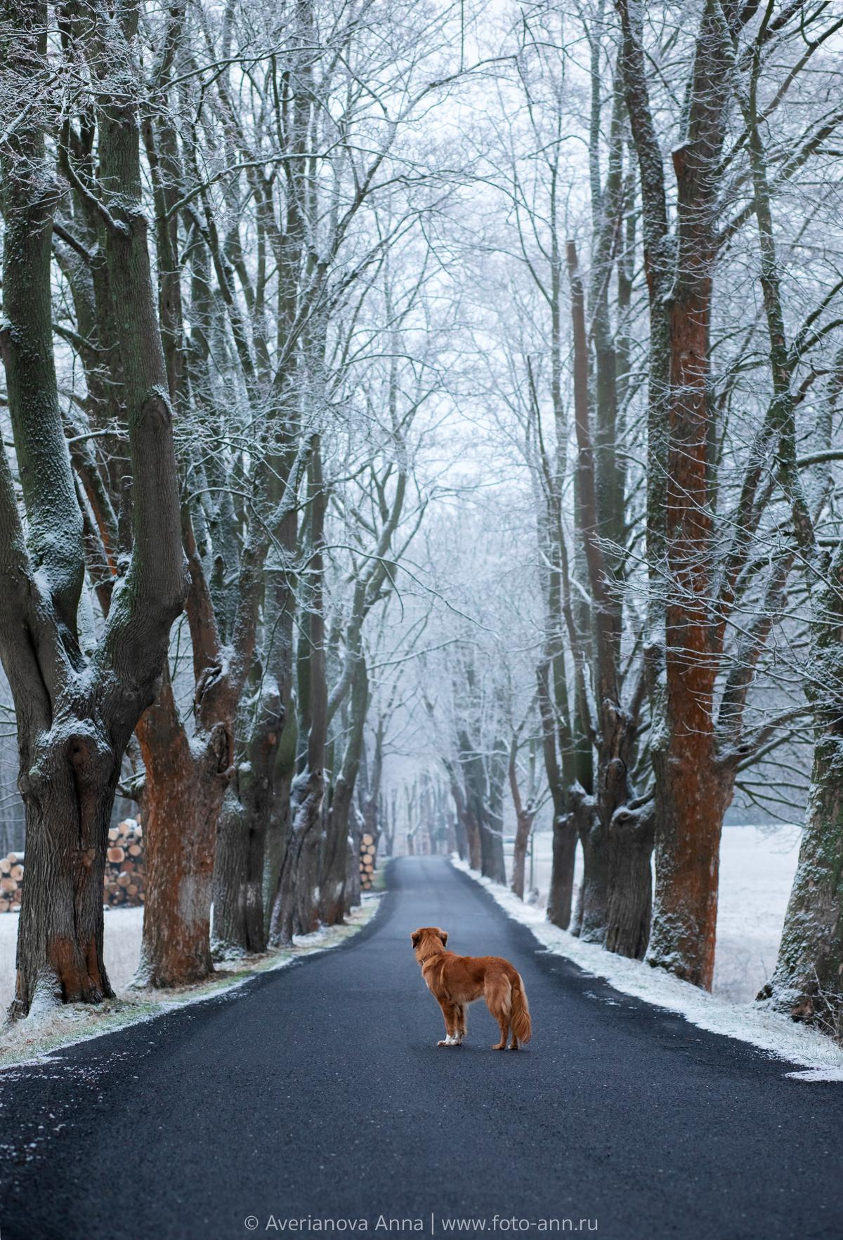 Photo of dogs in nature. landscape with dog. Dog photographer Averianova Anna — Art photography of dogs