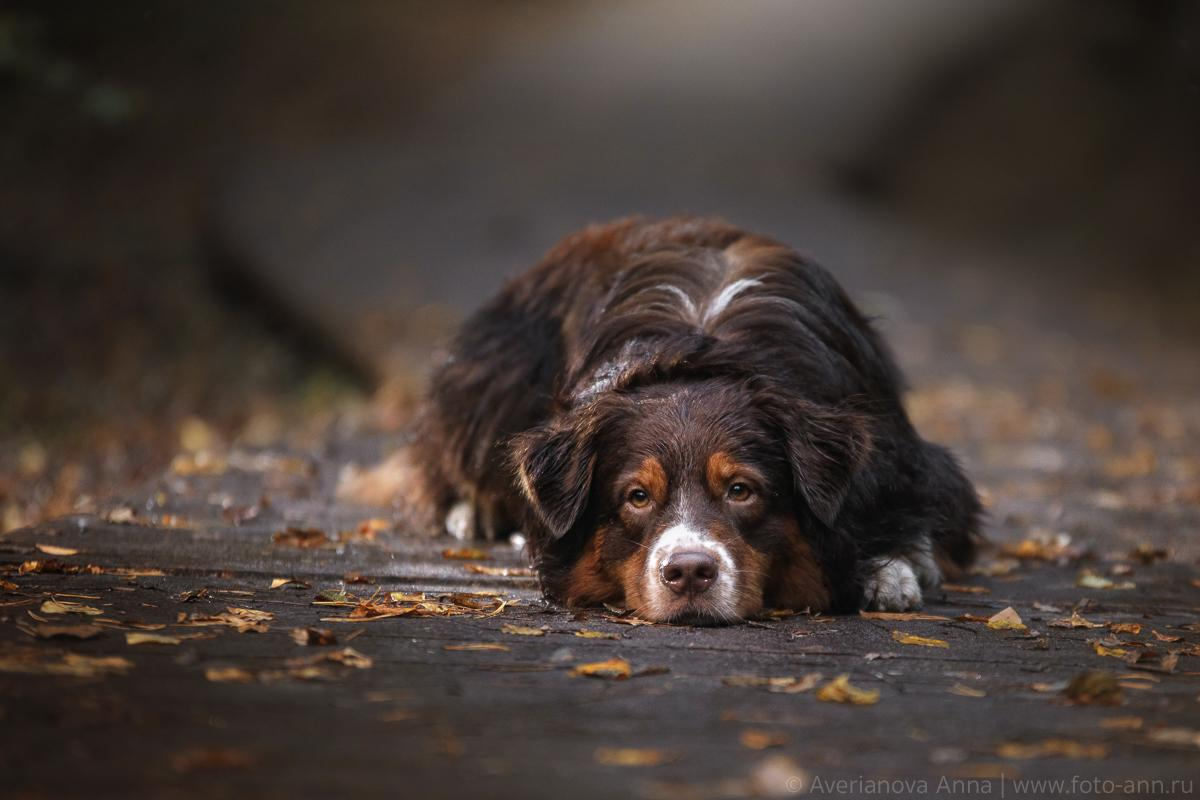 Photo of dogs in nature. landscape with dog. Dog photographer Averianova Anna — Art photography of dogs