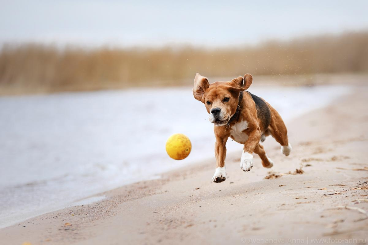 Photo of dogs in nature. landscape with dog. Dog photographer Averianova Anna — Art photography of dogs