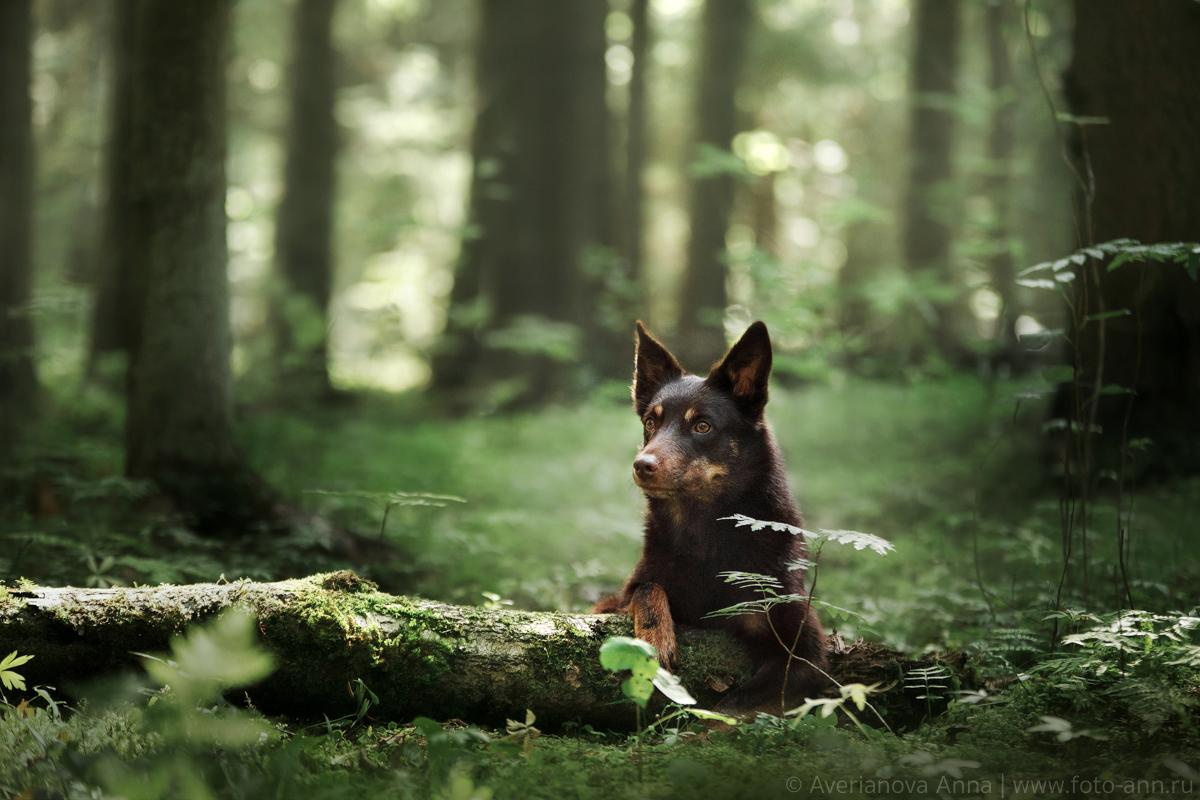 Photo of dogs in nature. landscape with dog. Dog photographer Averianova Anna — Art photography of dogs