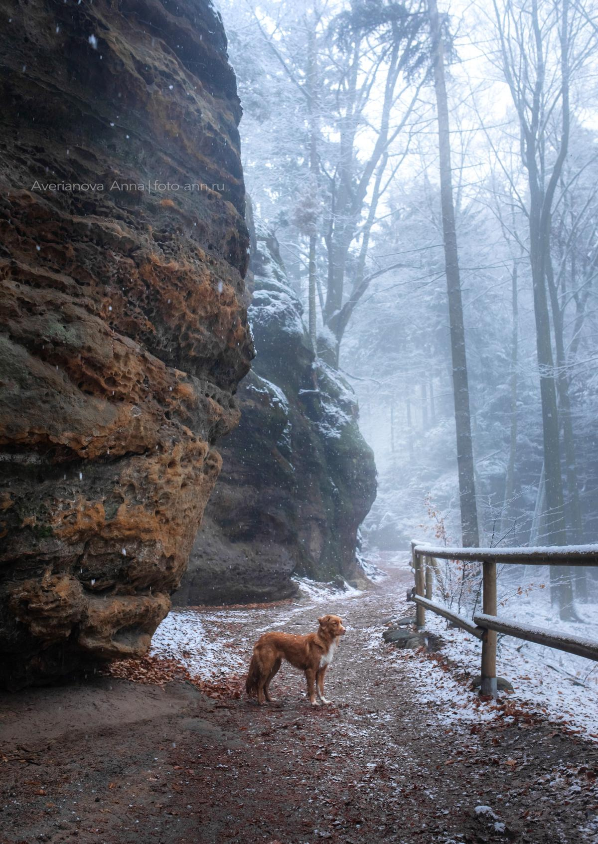 Photo of dogs in nature. landscape with dog. Dog photographer Averianova Anna — Art photography of dogs