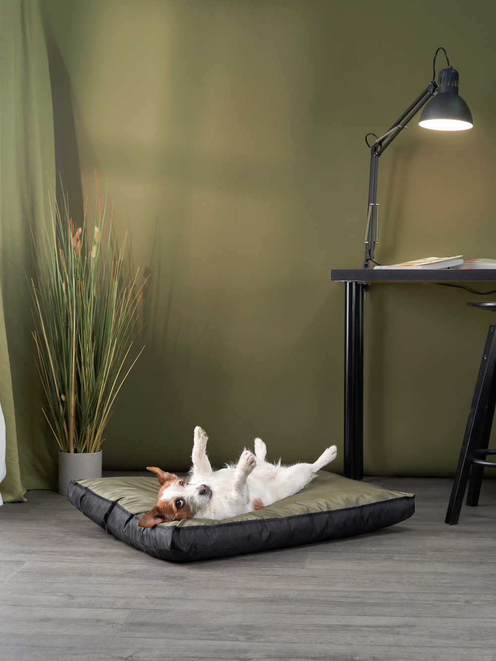 Advertising shooting with animals. Pets in advertising. Dog photographer Averianova Anna — Art photography of dogs