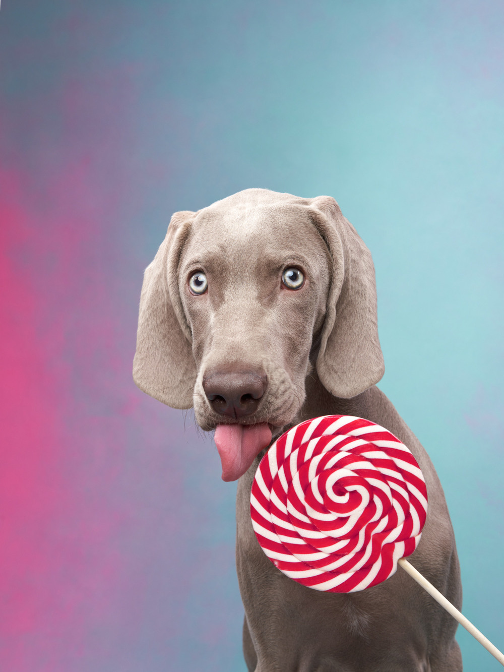 Фотографии собак и кошек в студии Анималистика. Фотограф-анималист Аверьянова Анна — Художественная фотосъёмка собак