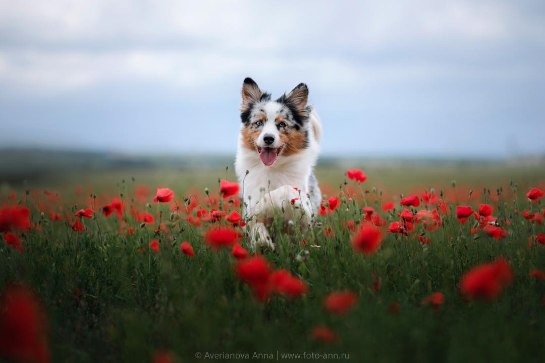 Photo of dogs in nature. landscape with dog. Dog photographer Averianova Anna — Art photography of dogs