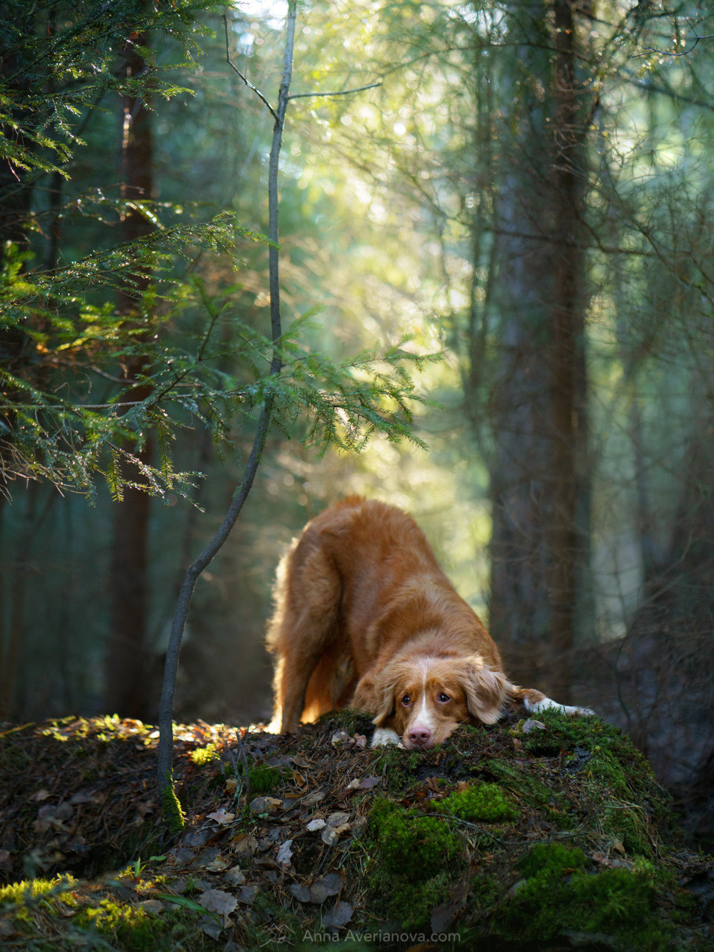 Photo of dogs in nature. landscape with dog. Dog photographer Averianova Anna — Art photography of dogs