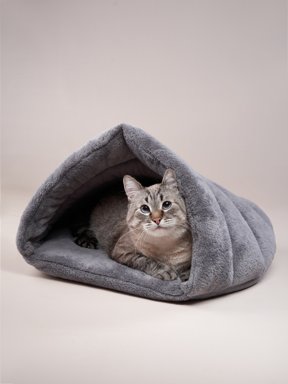 Advertising shooting with animals. Pets in advertising. Dog photographer Averianova Anna — Art photography of dogs