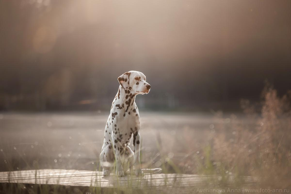 Photo of dogs in nature. landscape with dog. Dog photographer Averianova Anna — Art photography of dogs