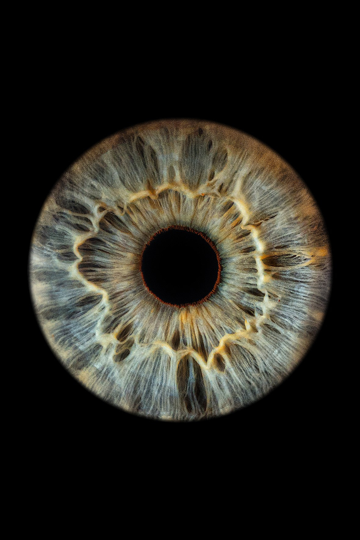 фотография радужки глаза Хабаровск фото радужки глаза Хабаровск