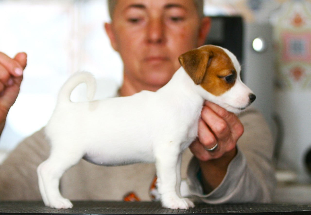 Сука 5. Lovely-Orange питомник джек рассел терьеров