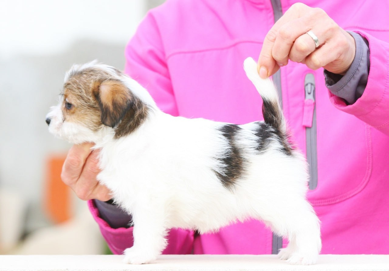 Сука 2. Lovely Orange kennel Jack Russell Terrier FCI/RKF