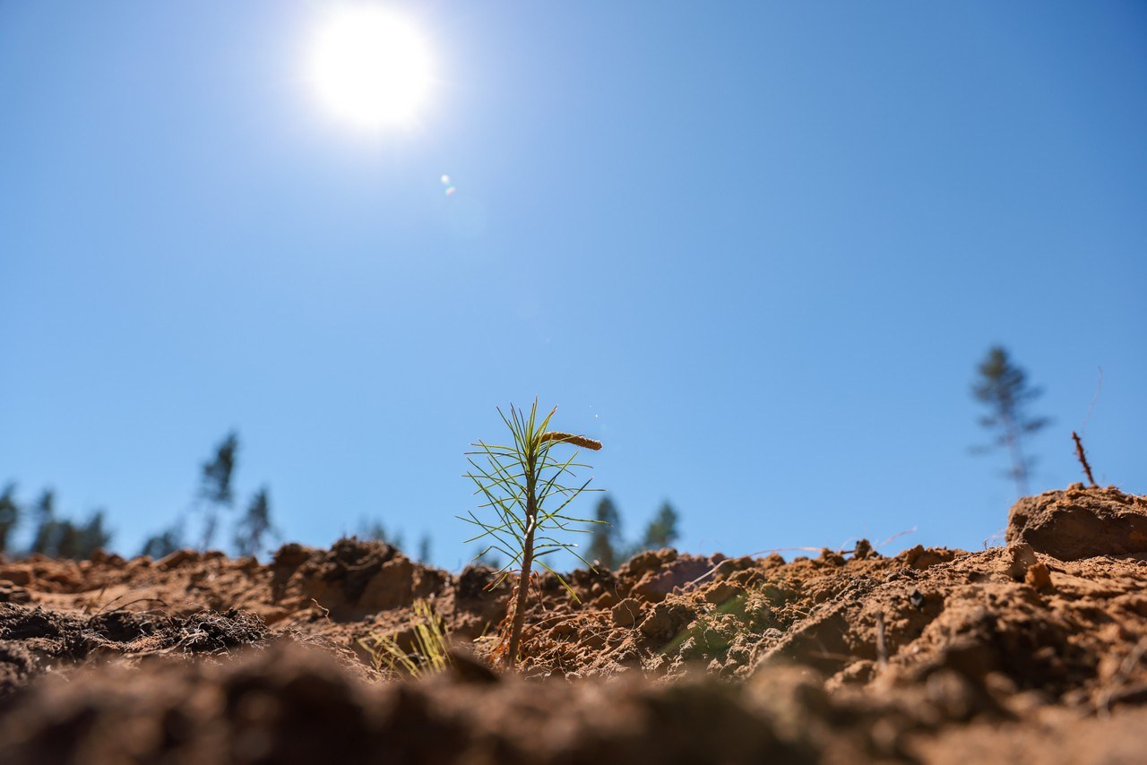 Волонтёры Лесы. Спортивный фотограф Зянтереков Антон