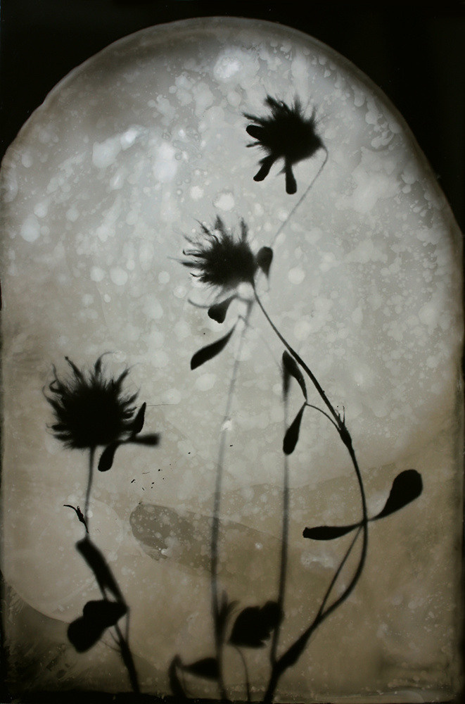 Урок «Гербарий» Пакет