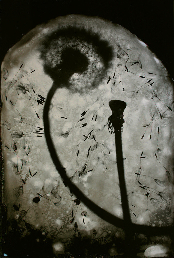 Урок «Гербарий» Пакет