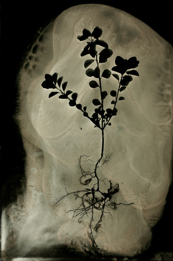 Урок «Гербарий» Пакет