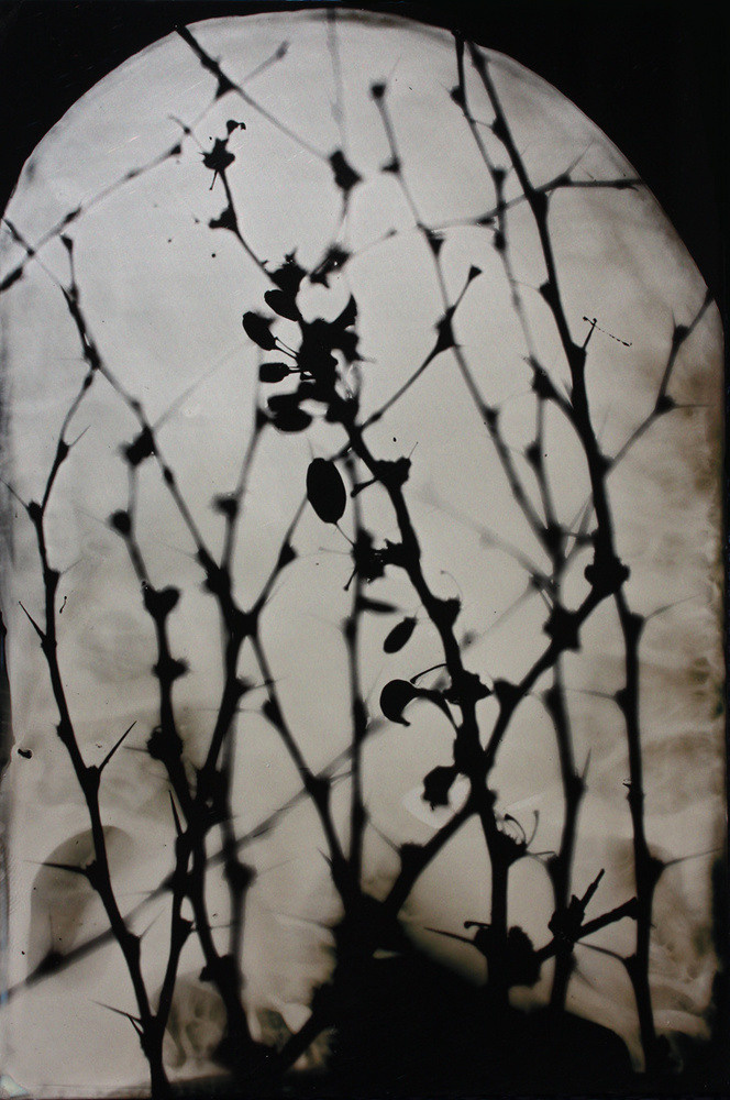 Урок «Гербарий» Пакет