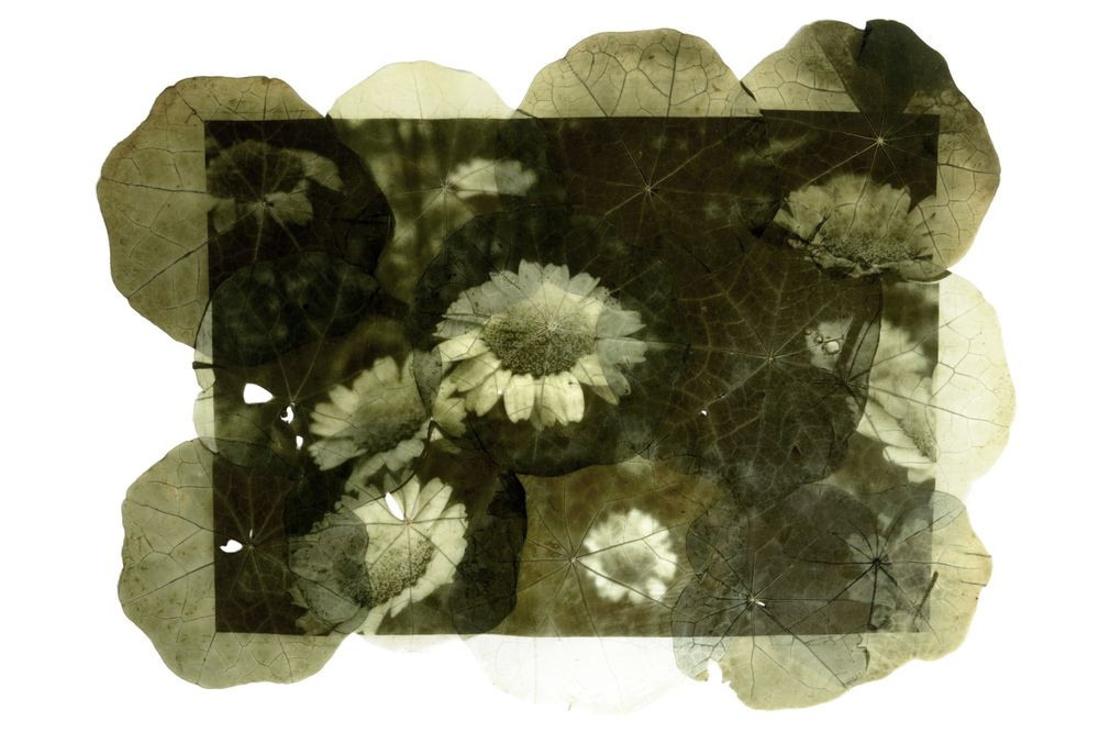 Урок «Гербарий» Пакет