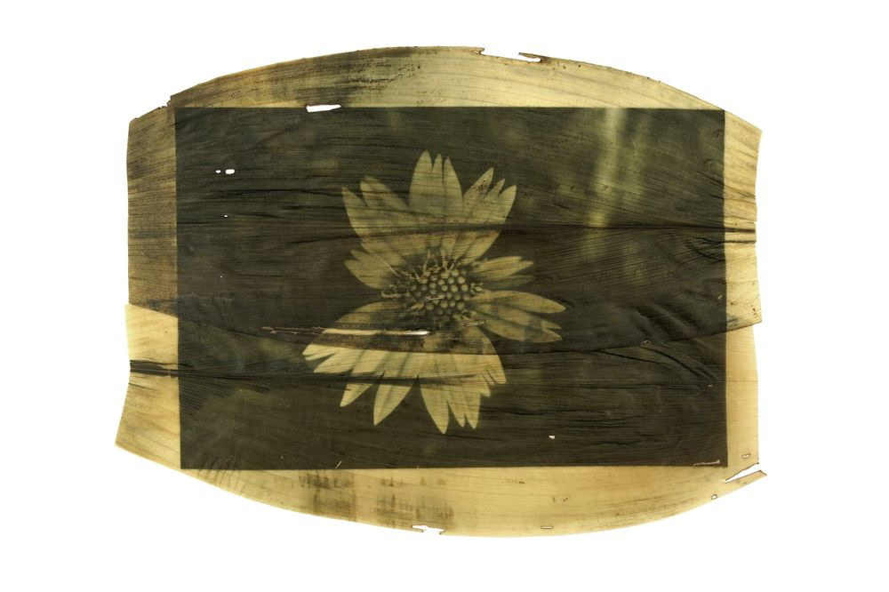 Урок «Гербарий» Пакет