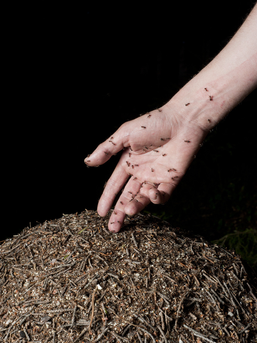 Урок «Гербарий» Пакет