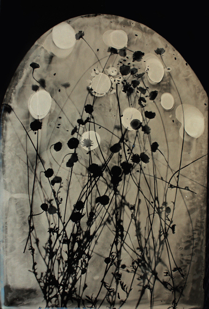 Урок «Гербарий» Пакет