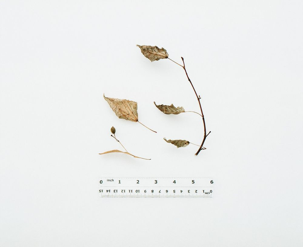 Урок «Гербарий» Пакет