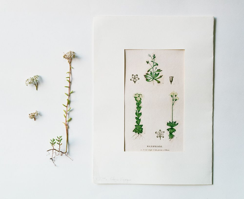 Урок «Гербарий» Пакет