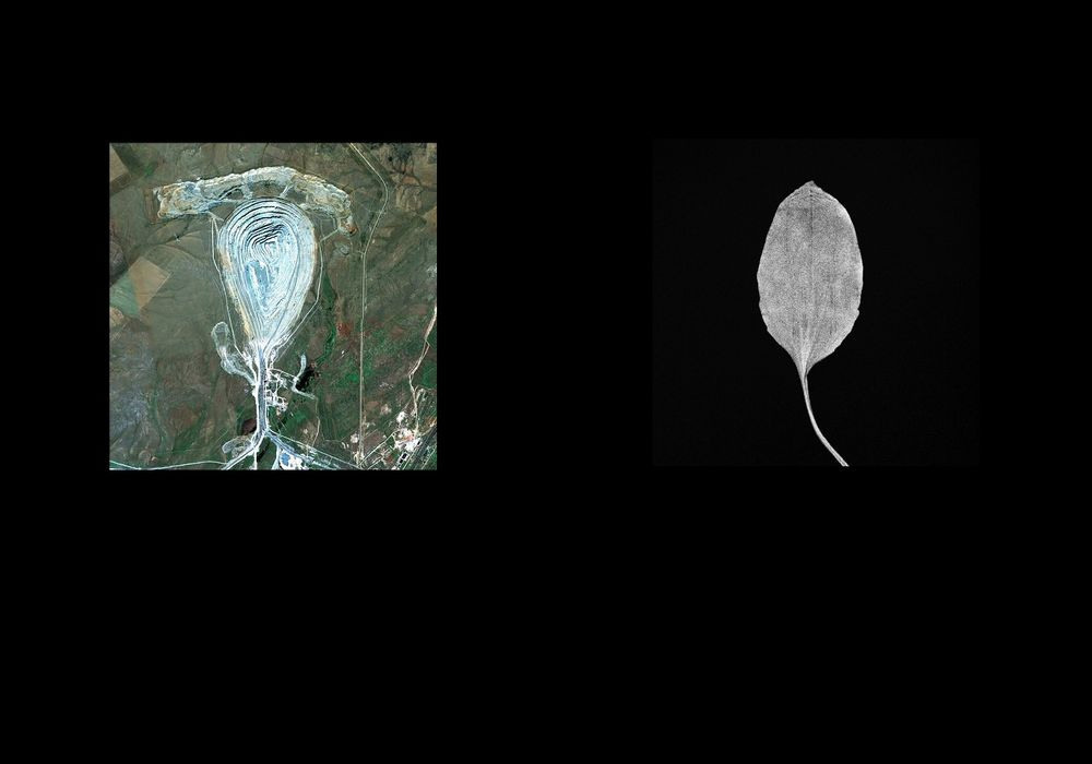 Урок «Гербарий» Пакет