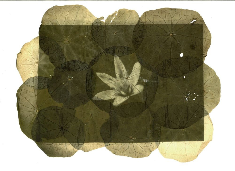 Урок «Гербарий» Пакет