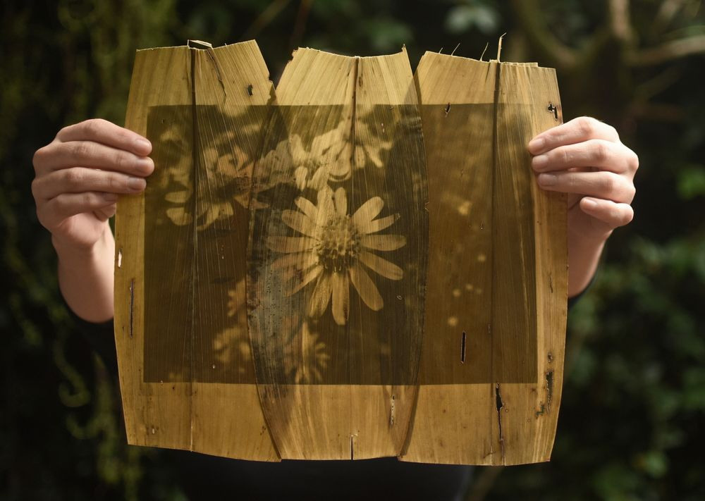 Урок «Гербарий» Пакет