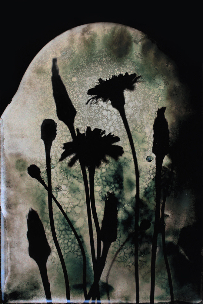 Урок «Гербарий» Пакет