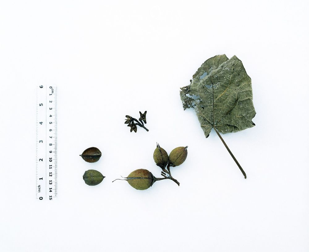 Урок «Гербарий» Пакет