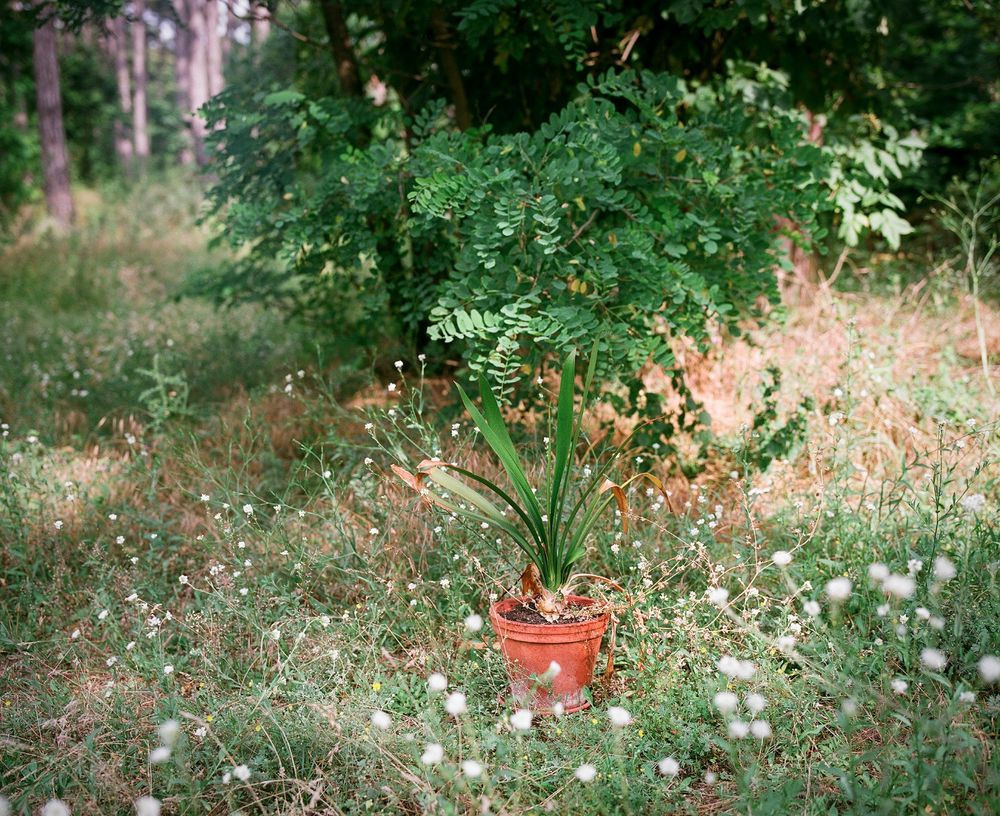 Урок «Гербарий» Пакет