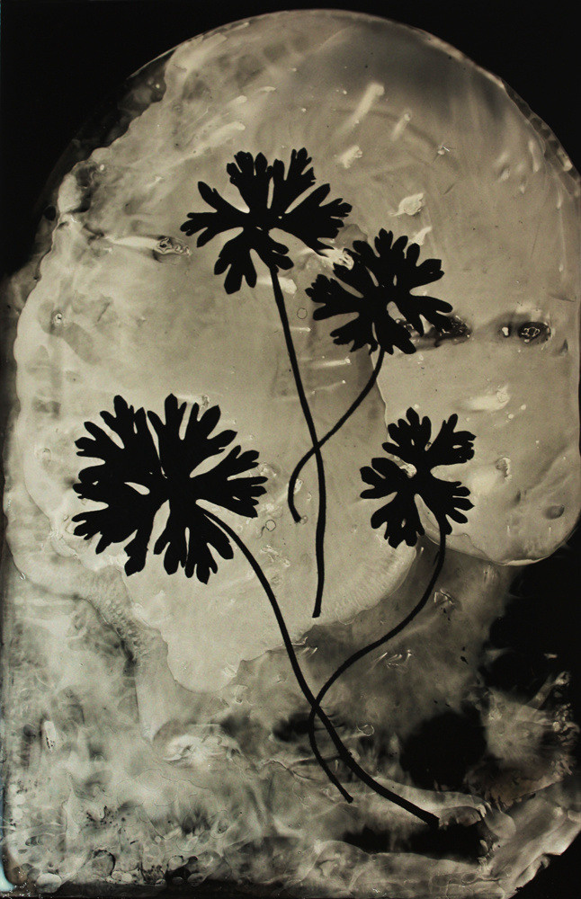 Урок «Гербарий» Пакет