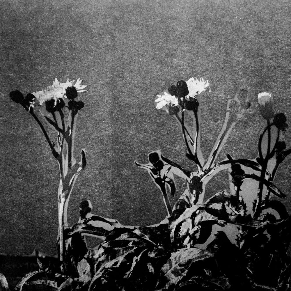 Урок «Гербарий» Пакет