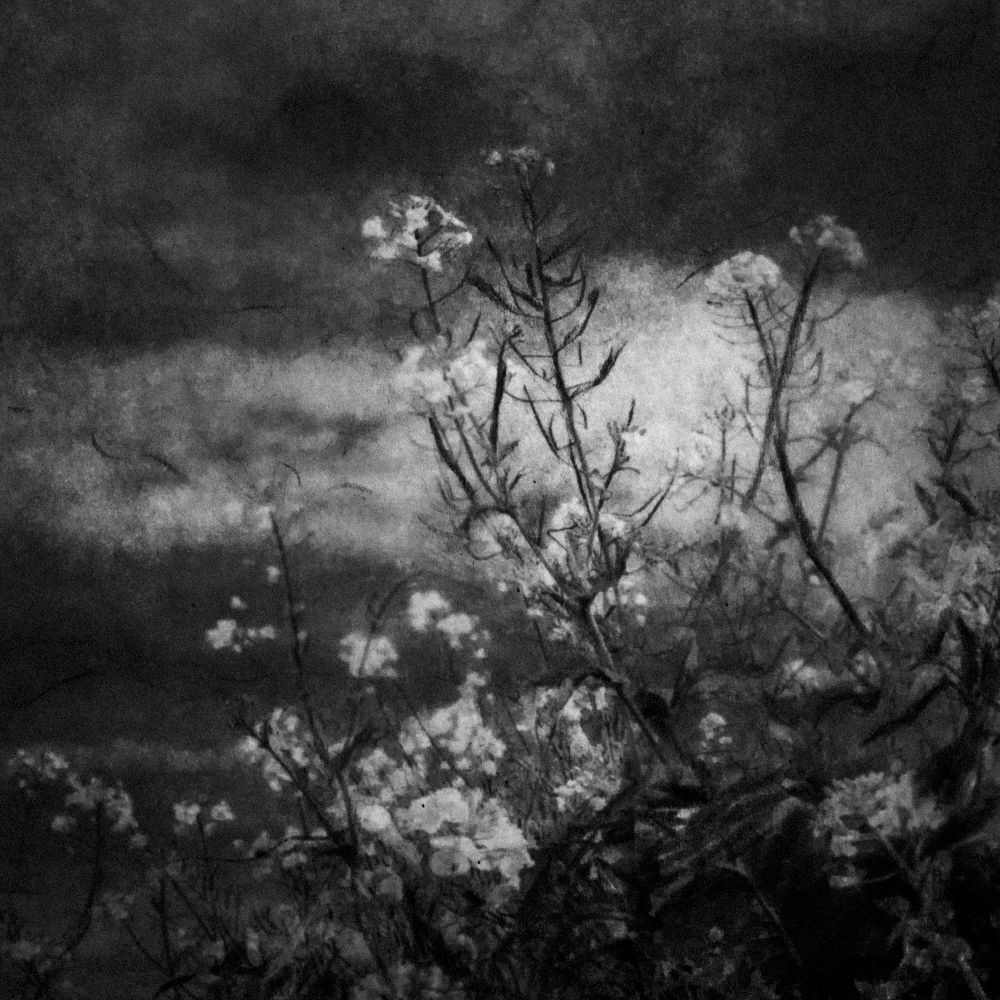 Урок «Гербарий» Пакет