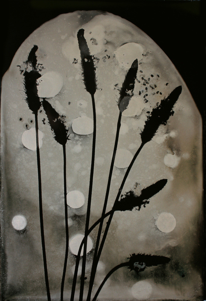 Урок «Гербарий» Пакет