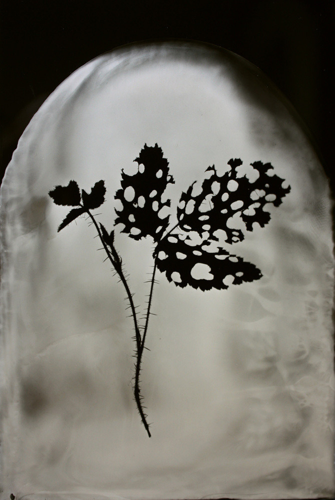 Урок «Гербарий» Пакет