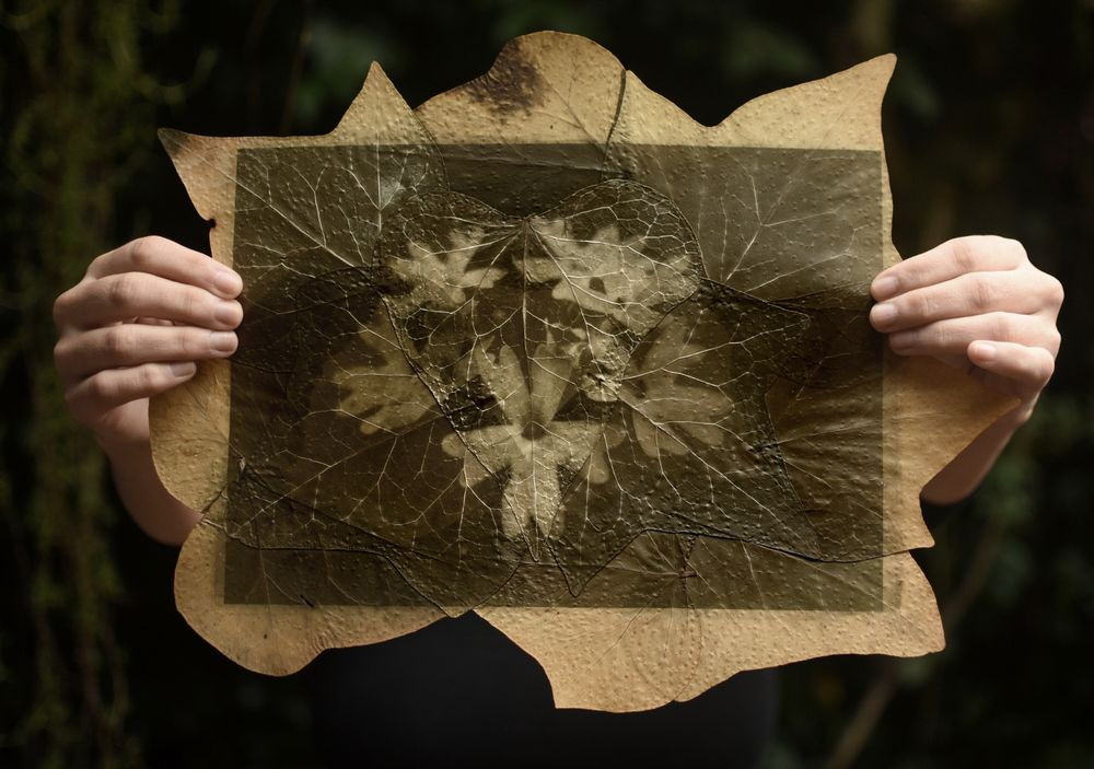 Урок «Гербарий» Пакет