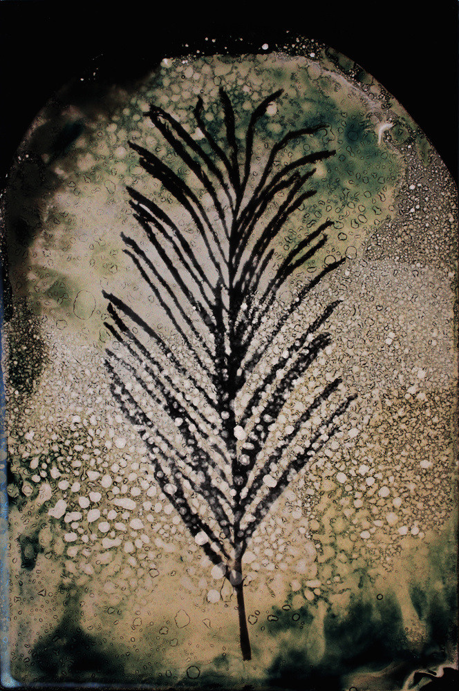 Урок «Гербарий» Пакет