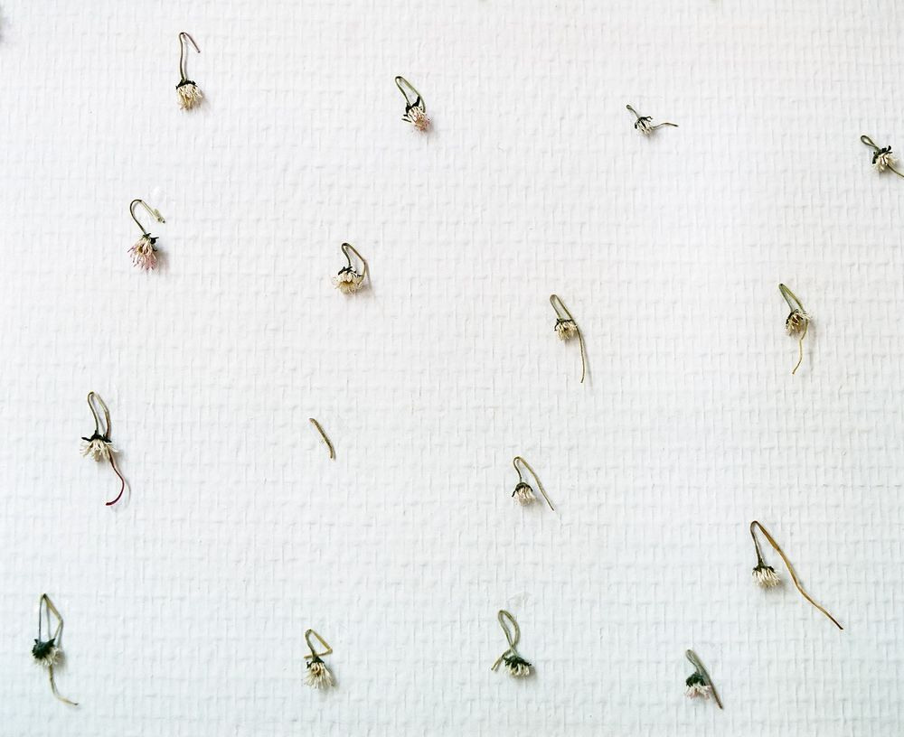 Урок «Гербарий» Пакет