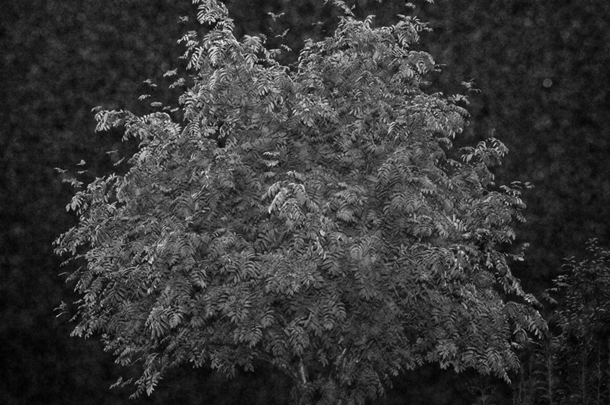 Урок «Гербарий» Пакет