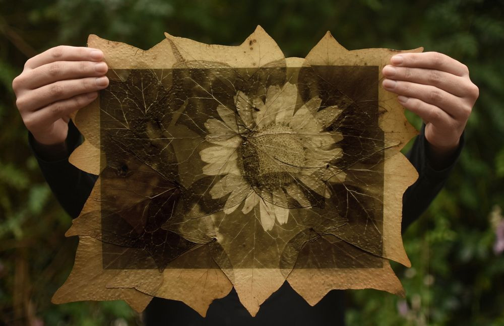 Урок «Гербарий» Пакет