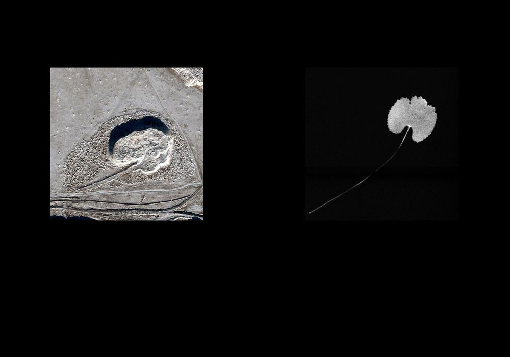 Урок «Гербарий» Пакет